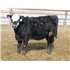 Image 6 : A&A Farms - 30 BBF Replacement Heifers (Coaldale, AB)