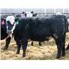 Image 7 : A&A Farms - 30 BBF Replacement Heifers (Coaldale, AB)