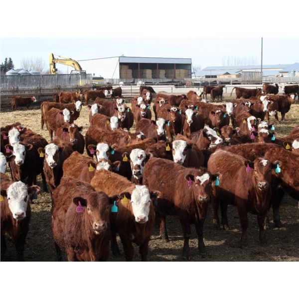 A&A Farms - 25 RNK Replacement Heifers (Coaldale, AB)