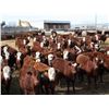 Image 1 : A&A Farms - 25 RNK Replacement Heifers (Coaldale, AB)