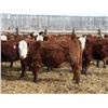 Image 2 : A&A Farms - 25 RNK Replacement Heifers (Coaldale, AB)