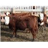 Image 3 : A&A Farms - 25 RNK Replacement Heifers (Coaldale, AB)