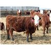 Image 4 : A&A Farms - 25 RNK Replacement Heifers (Coaldale, AB)