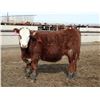 Image 5 : A&A Farms - 25 RNK Replacement Heifers (Coaldale, AB)