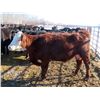 Image 10 : Bill Devos - 29 Angus/Angus X Fall Calving Cows (Fork River, MB)