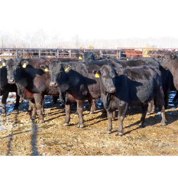 Bill Devos - 29 Angus/Angus X Fall Calving Cows (Fork River, MB)