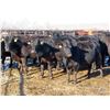 Image 1 : Bill Devos - 29 Angus/Angus X Fall Calving Cows (Fork River, MB)