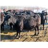 Image 5 : Bill Devos - 29 Angus/Angus X Fall Calving Cows (Fork River, MB)