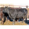Image 6 : Bill Devos - 29 Angus/Angus X Fall Calving Cows (Fork River, MB)