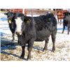 Image 9 : Bill Devos - 29 Angus/Angus X Fall Calving Cows (Fork River, MB)