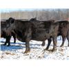 Image 10 : Martin DeVos - 28 Angus/Angus X Fall Calving Cows (Fork River, MB)