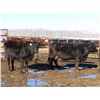 Image 11 : Martin DeVos - 28 Angus/Angus X Fall Calving Cows (Fork River, MB)