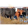 Image 12 : Martin DeVos - 28 Angus/Angus X Fall Calving Cows (Fork River, MB)