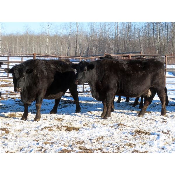 Martin DeVos - 28 Angus/Angus X Fall Calving Cows (Fork River, MB)
