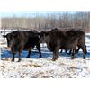 Image 1 : Martin DeVos - 28 Angus/Angus X Fall Calving Cows (Fork River, MB)