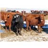 Image 2 : Martin DeVos - 28 Angus/Angus X Fall Calving Cows (Fork River, MB)