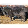 Image 4 : Martin DeVos - 28 Angus/Angus X Fall Calving Cows (Fork River, MB)