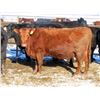 Image 5 : Martin DeVos - 28 Angus/Angus X Fall Calving Cows (Fork River, MB)