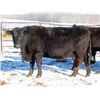 Image 7 : Martin DeVos - 28 Angus/Angus X Fall Calving Cows (Fork River, MB)