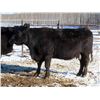 Image 9 : Martin DeVos - 28 Angus/Angus X Fall Calving Cows (Fork River, MB)