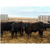 Image 10 : Van Hall Cattle Company Ltd. - 970# April Delivery Steers - 126 Head (Scandia, AB)