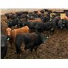 Image 2 : Van Hall Cattle Company Ltd. - 970# April Delivery Steers - 126 Head (Scandia, AB)