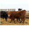 Image 7 : Van Hall Cattle Company Ltd. - 970# April Delivery Steers - 126 Head (Scandia, AB)