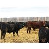 Image 8 : Van Hall Cattle Company Ltd. - 970# April Delivery Steers - 126 Head (Scandia, AB)