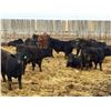 Image 2 : Van Hall Cattle Company Ltd. - 960# April Delivery Steers - 65 Head (Scandia, AB)