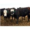 Image 3 : Van Hall Cattle Company Ltd. - 960# April Delivery Steers - 65 Head (Scandia, AB)