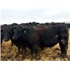 Image 7 : Van Hall Cattle Company Ltd. - 960# April Delivery Steers - 65 Head (Scandia, AB)