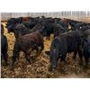 Image 8 : Van Hall Cattle Company Ltd. - 960# April Delivery Steers - 65 Head (Scandia, AB)