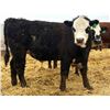 Image 10 : Van Hall Cattle Company Ltd. - 940# April Delivery Steers - 132 Head (Scandia, AB)