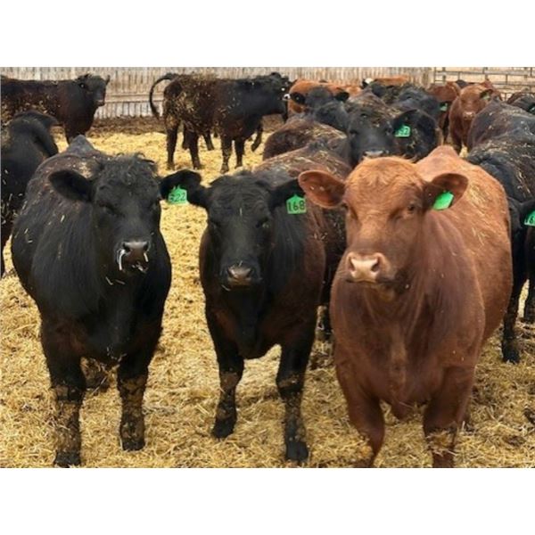 Van Hall Cattle Company Ltd. - 940# April Delivery Steers - 132 Head (Scandia, AB)