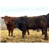 Image 4 : Van Hall Cattle Company Ltd. - 940# April Delivery Steers - 132 Head (Scandia, AB)