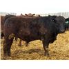 Image 9 : Van Hall Cattle Company Ltd. - 940# April Delivery Steers - 132 Head (Scandia, AB)