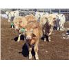 Image 10 : Winn Man Farms - 680# April Delivery Steers - 50 Head (Winnipegosis, MB)