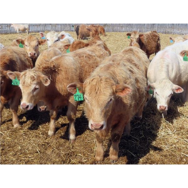 Winn Man Farms - 680# April Delivery Steers - 50 Head (Winnipegosis, MB)