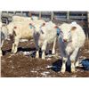 Image 6 : Winn Man Farms - 680# April Delivery Steers - 50 Head (Winnipegosis, MB)