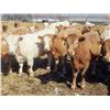 Image 2 : Winn Man Farms - 675# April Delivery Heifers - 60 Head (Winnipegosis, MB)