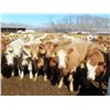 Image 3 : Winn Man Farms - 675# April Delivery Heifers - 60 Head (Winnipegosis, MB)
