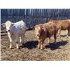 Image 9 : Winn Man Farms - 675# April Delivery Heifers - 60 Head (Winnipegosis, MB)