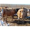 Image 5 : Winn Man Farms - 1400# Cows - 25 Head (Winnipegosis, MB)