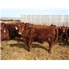 Image 14 : A&A Farms - 30 Red Replacement Heifers (Coaldale, AB)