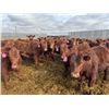 Image 5 : A&A Farms - 30 Red Replacement Heifers (Coaldale, AB)