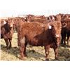 Image 11 : A&A Farms - 30 Red Replacement Heifers (Coaldale, AB)