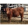 Image 15 : A&A Farms - 30 Red Replacement Heifers (Coaldale, AB)