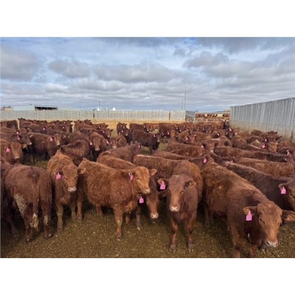 A&A Farms - 30 Red Replacement Heifers (Coaldale, AB)