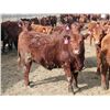 Image 10 : A&A Farms - 30 Dark Red Replacement Heifers (Coaldale, AB)