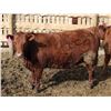 Image 11 : A&A Farms - 30 Dark Red Replacement Heifers (Coaldale, AB)